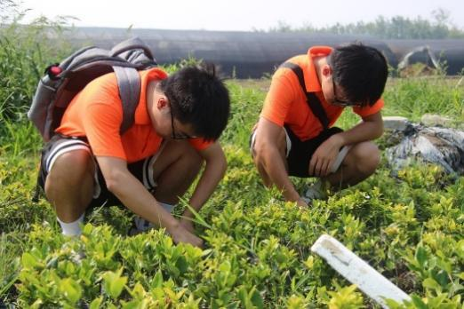 生菜.png 生菜.png